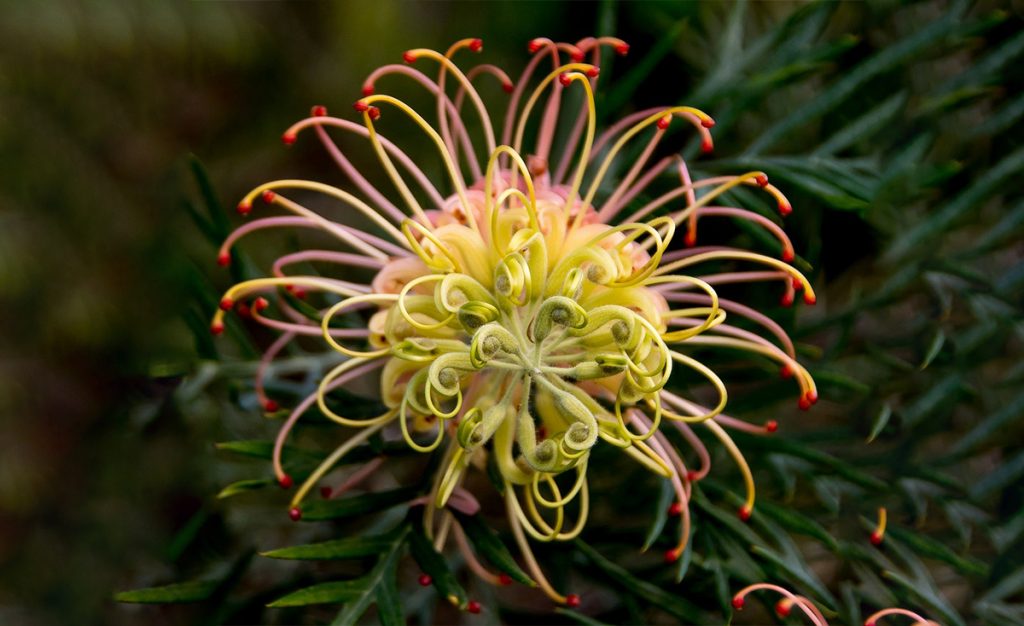 Australian Botanicals Meets Scientific Skincare